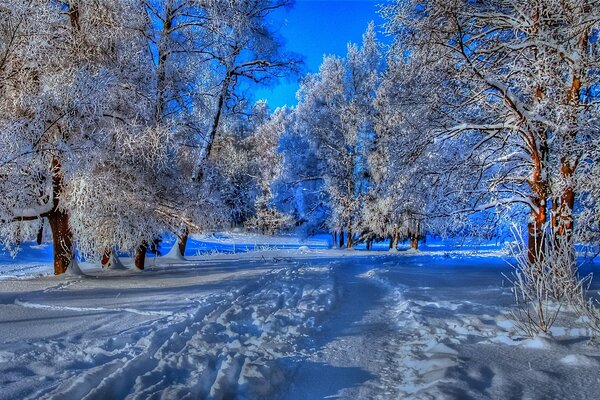 Blue sky over the path in the forest