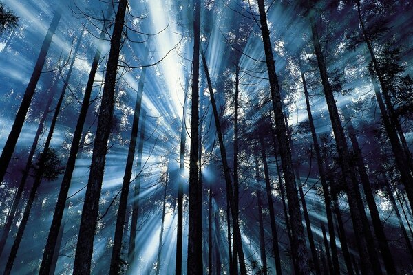 A beautiful forest strewn with rays of the sun