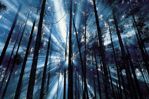 Belle forêt parsemée de rayons de soleil