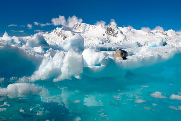 Una foca yace sobre témpanos de hielo en el océano