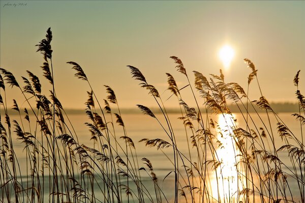 Dawn on the lake with rustling reeds