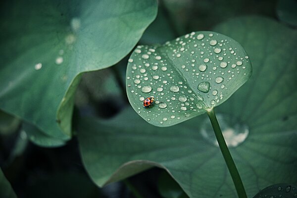 Ladybug on a leaf with dew