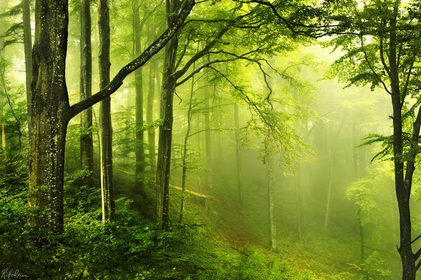 Brume dans la forêt mystérieuse verte