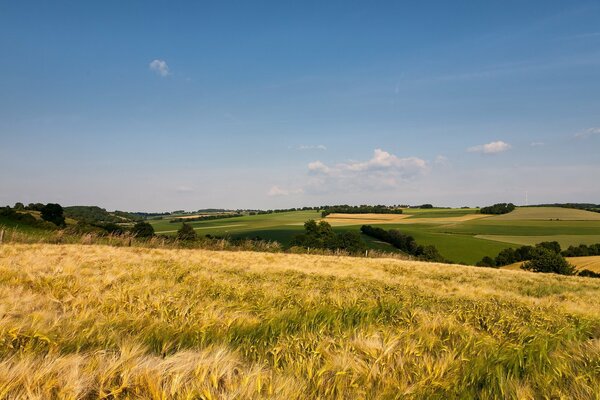 Paysage d été naturel. Champ avec des épis