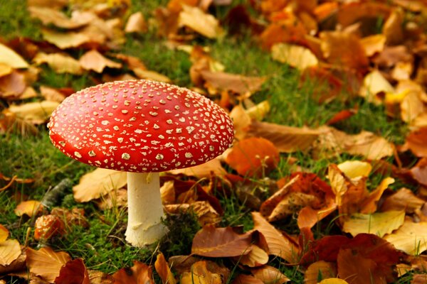 Amanita crece en hierba verde con hojas caídas