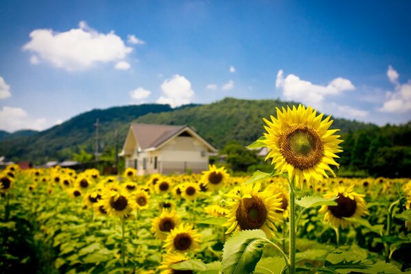 Bien dans le village en été, il ya des tournesols poussent