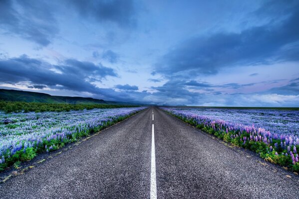 A road framed by a lupine field