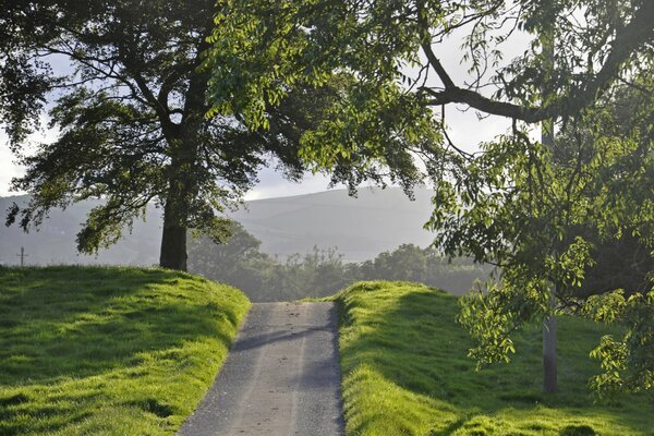 La route mène à la forêt devant les champs et les arbres