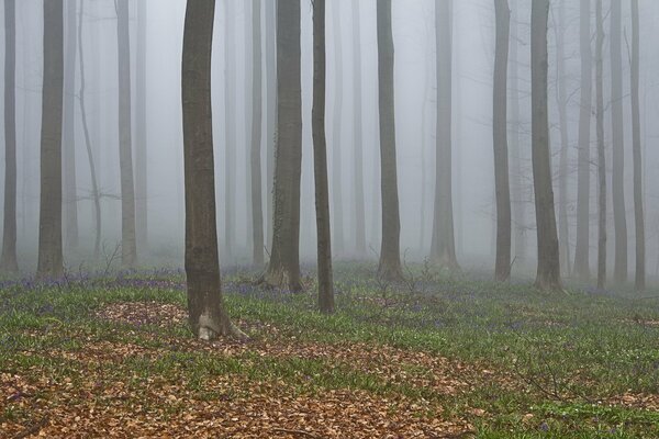 Mysterious autumn forest shrouded in fog