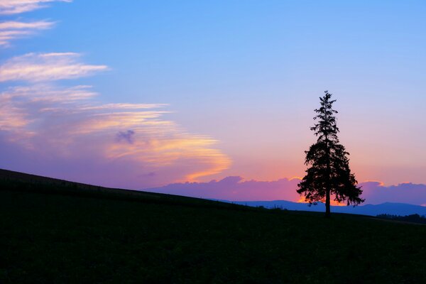 A lonely tree on the slope against the background of a magnificent sunset