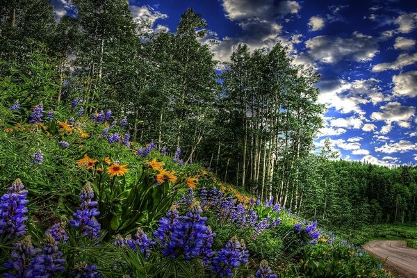 Prato fiorito vicino alla strada forestale