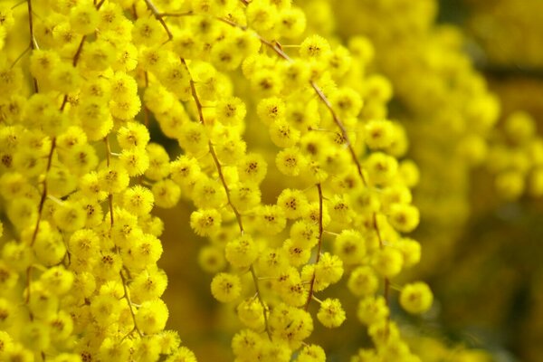 Magnificent macro shot of blooming yellow acacia