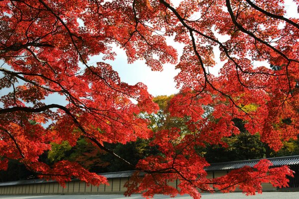 Érable japonais rouge dans le parc