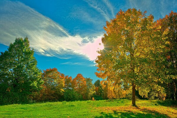 Forest glade in the light of the daytime sun