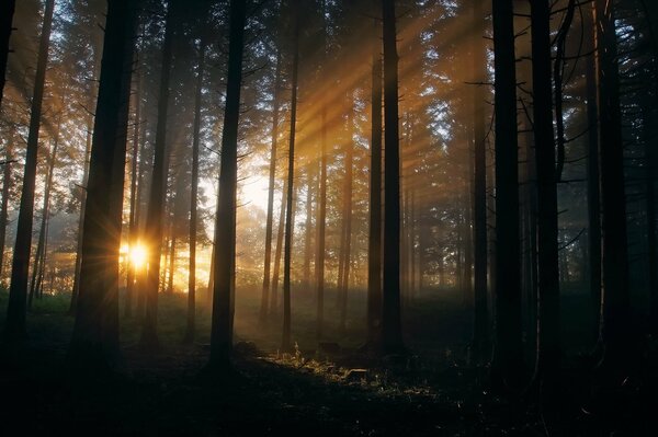 Die Sonnenstrahlen leuchten durch die Bäume im Wald