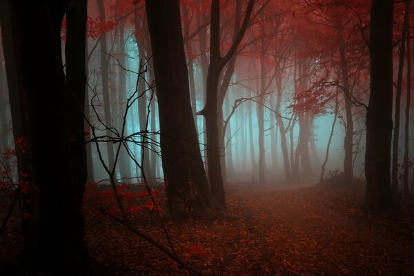 Orangefarbene Blätter auf dem Boden, eingehüllt in einen Nebel von Bäumen