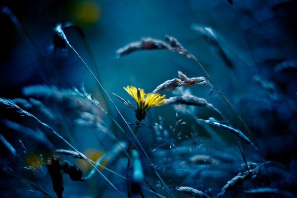 Foto macro de una flor amarilla en la noche de la Luna