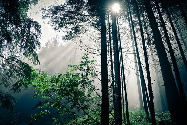 Sonnenstrahlen durch hohe Bäume