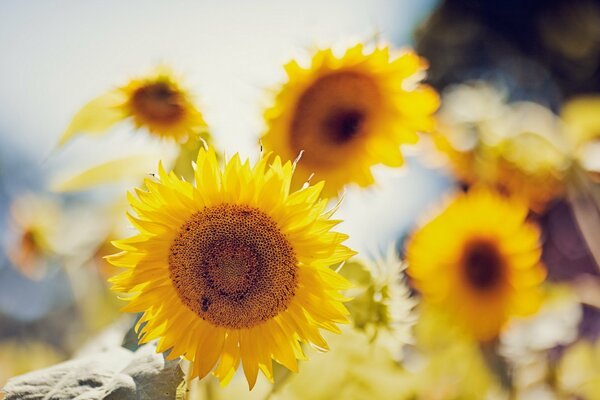 Little suns on the field