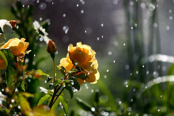 Yellow roses under the mushroom rain