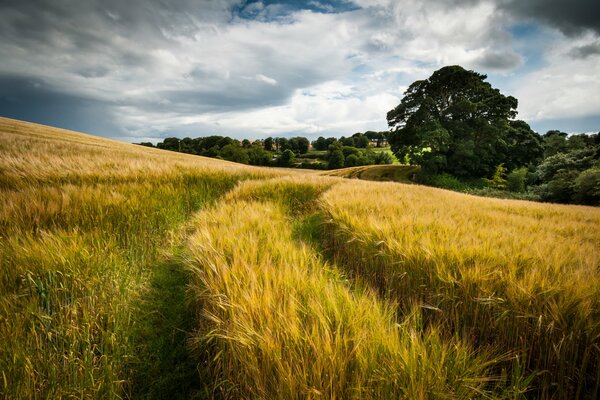 A yellow field with green trees on the horizon and a blue sky with white clouds