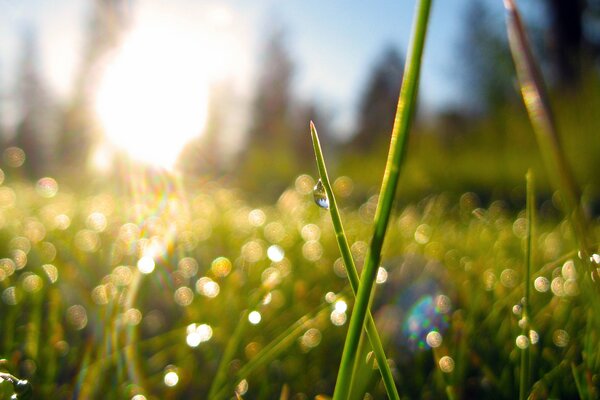 Morning dew on the grass in nature