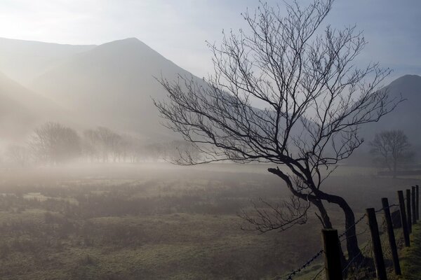 Nebbia mattutina. Albero alla recinzione