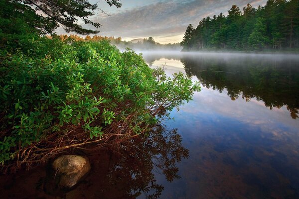 Mañana brumosa. Río en el bosque