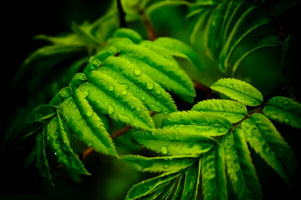 Bright green leaves with dew drops