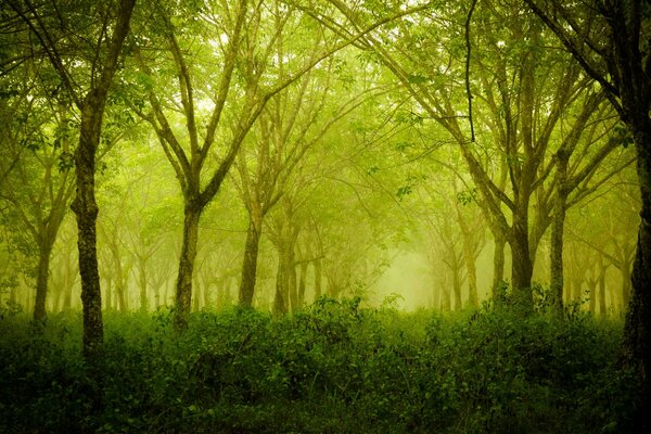 Grüner Wald im morgendlichen Sommer