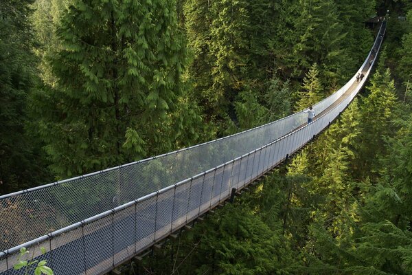 Suspension bridge in coniferous forest