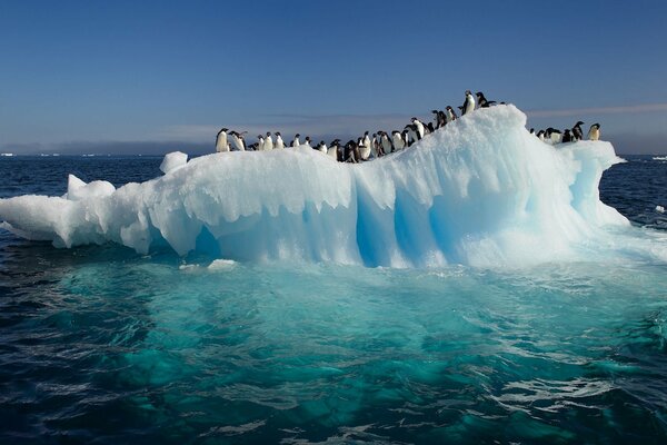 Pinguini antartici su un blocco di ghiaccio