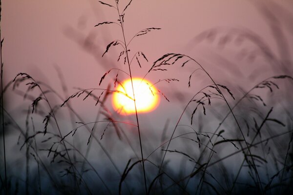 Gras vor dem Hintergrund der untergehenden Sonne