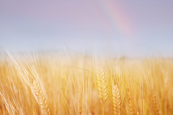 Grano d oro che punta nel campo