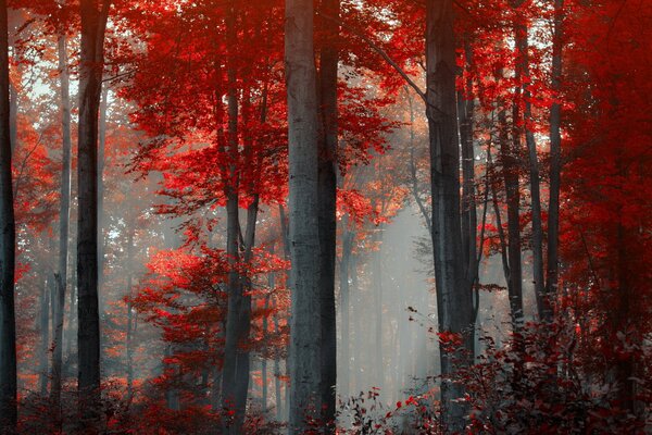 Paisaje brillante del bosque de otoño
