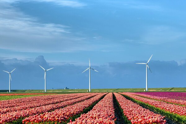 Ein riesiges Feld mit Tulpen und Windrädern