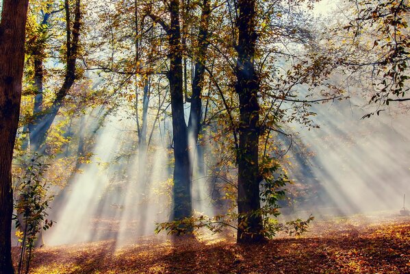 Strahlen durch den braunen Herbstwald