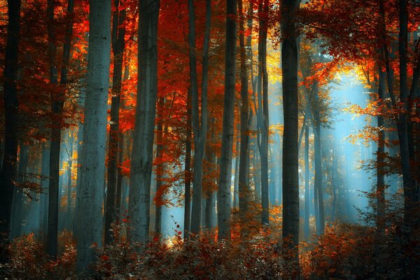 Autumn dense forest with the illumination of the sun