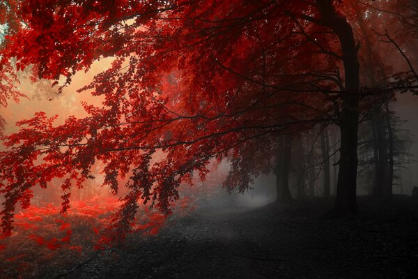 Hojas de árbol rojo en otoño