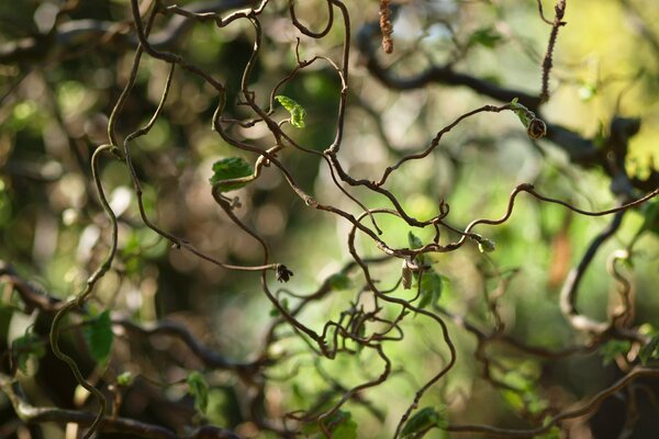 Curvas de enredadera, disparo macro