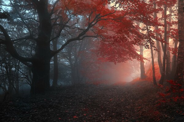 Foresta cupa con accento rosso in lontananza