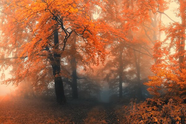 Herbstlicher Nebelwald im Morgengrauen