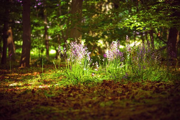 Hermosas flores en el bosque a la luz del sol