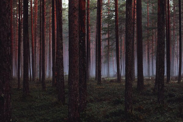 Se avecina niebla En el bosque