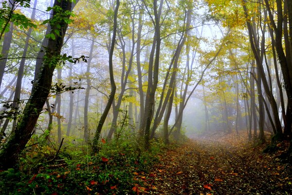 A mysterious forest of crooked trees