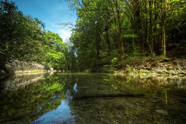 A quiet river rushing into a dense forest