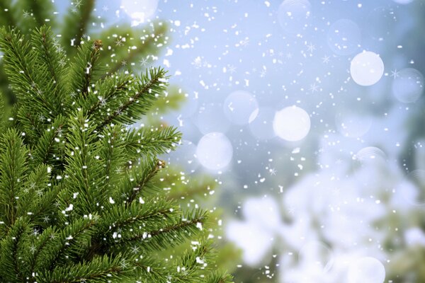 Spruce branches and snow in winter