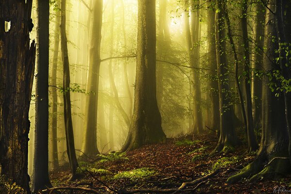 Niebla verde en el bosque en la naturaleza