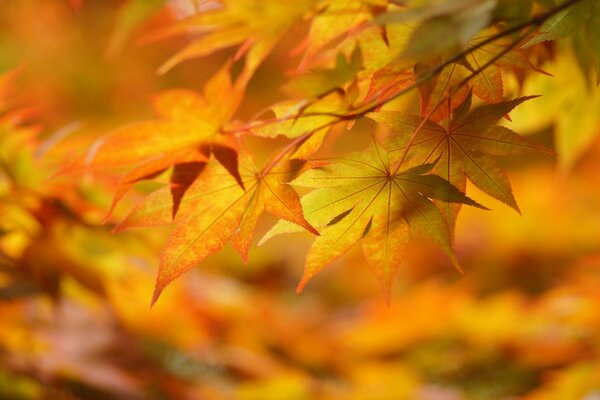 Autumn foliage shooting for mood