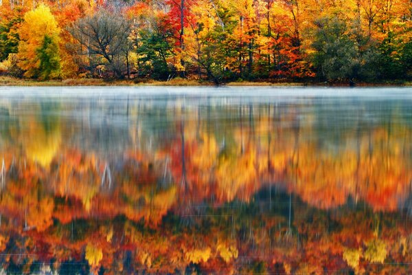 Jesienny las nad czystym jeziorem